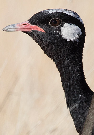 Northern Black Korhaan male head